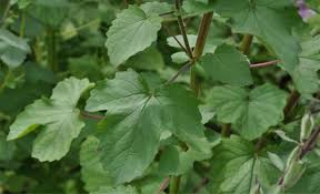 Image result for Ceratotheca triloba