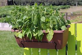 This can be created from a circle of garden canes, tied together at the top. Growing Beans In The Home Garden Horticulture