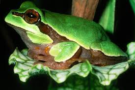 Maybe you would like to learn more about one of these? Florida Treefrogs The Frog Lady