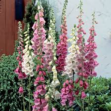 All three species are shade intolerant to varying degrees. Foxy Hybrids Foxglove Mix Digitalis American Meadows