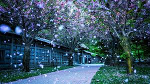 If you're looking for the best spring scenes wallpaper then wallpapertag is the place to be. Beautiful Spring Scenery Wallpapers Wallpaper Cave