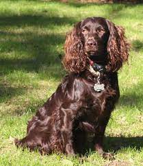 Boykin Sc Images Spaniel Breeds Boykin Spaniel Boykin Spaniel Puppies