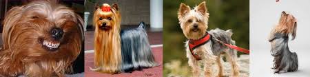 These teeth usually appear in adults. Top Dog Breeds In South Africa Yorkshire Terrier Pet Health Caretop Dog Breeds In South Africa Yorkshire Terrier