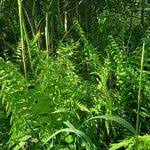 Image result for Thelypteris confluens