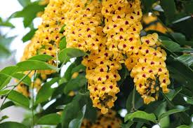 Image result for Pterocarpus