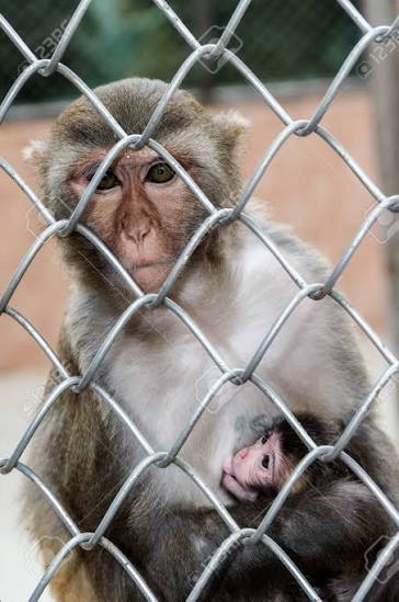 Monkeys In A Monkey House In Sukhumi, Abkhazia Stock Photo, Picture and  Royalty Free Image. Image 60929255.