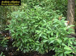 Image result for Ardisia staudtii