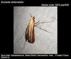 Image result for Euclasta