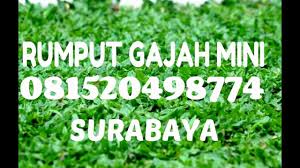 Pemilihan jenis rumput gajah mini karena banyak keuntungannya yang pertama tidak perlu memangkas tiap bulan cukup memberikan air yang banyak di musim kemarau saat pagi dan sore hari. Rumput Gajah Mini Surabaya 0815 2049 8774 Jasa Buat Taman Murah Youtube