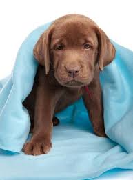 Find the perfect name for your chocolate lab puppy. Chocolate Lab Names Sweet Names For Female Or Male
