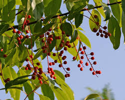 A very popular species of sweet cherry, the black tartarian makes a great choice for home orchards. Species Profile Black Cherry Leaf Local Enhancement Appreciation Of Forests
