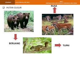 Sketsa ragam hias flora gambar co id 26 03 2019 ini adalah sketsa ragam hias flora gambar 25 contoh gambar ragam hias flora fauna mudah digambar oss yang di posting pada february 20 2019. Download 6800 Koleksi Gambar Flora Dan Fauna Hutan Gugur Terbaru Gratis Pixabay Pro