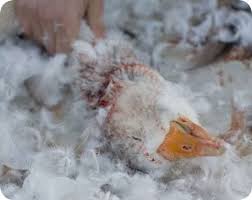 Belanja bantal tidur, bantal leher, bantal sofa guling terbaik terbanyak diskon lazada indonesia | cicilan 0% ✓ bisa cod ✓ free ongkir. Sadis Seperti Ini Proses Pembuatan Bantal Bulu Angsa Yang Mahal