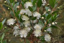 Myrtus Communis Common Myrtle Wild Flowers Of Andalucia Andalucia Com