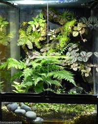 Bunch Umbrella Fern Live Tropical Plant For Vivarium Terrarium Frog Selaginella Frog Terrarium Tree Frog Terrarium Bioactive Vivarium