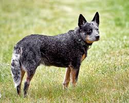He is 1/2 australian cattle dog (heeler) and 1/2 great pyrenees. Australian Cattle Dog Wikipedia