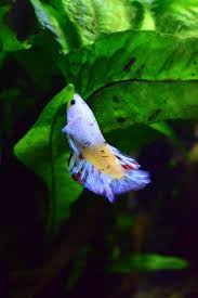 Ddwfr Lasalle Co Plakat Betta Fish Betta Pet Fish Betta Aquarium