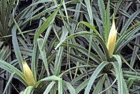 Kewda Flower Plant Extract Medicinal Uses Pandanus Odorifer Arenaflowersin