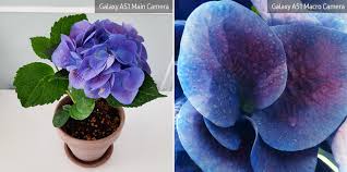 'annabelle' hydrangeas (hydrangea arborescens) and chinese snowballs (viburnum macroephalum) are sometimes confused, thanks to their big, rounded heads of white flowers. Photo Discover A Whole New World Of Detail With The Galaxy A51 And Galaxy A71 S Macro Camera Plants And Flowers Samsung Newsroom India