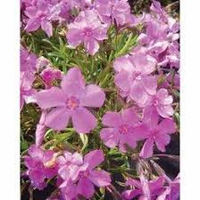 Repot a cactus or succulent to promote growth and blooms. Assorted Perennials 2 49 Canadian Tire Perennials Plants Canadian Tire