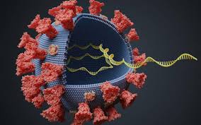 Pcr test) or a viral antigen test that is approved by the local health authority; Delta Variant Continues To Be Dominant Lineage In New Covid 19 Cases Across India Insacog The Hindu