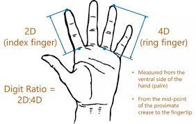 Find out all about index finger : Children S Finger Length Points To Mothers Income Level Eurekalert Science News