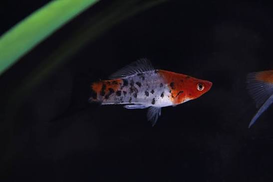 Assorted Koi Swordtail &ndash; Natural Environment Aquatix