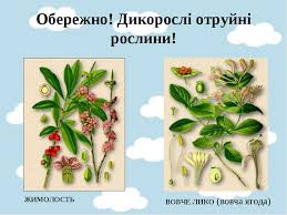 Картинки по запросу дикорослі рослини фото