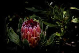 The genus protea was named in 1735 by carl linnaeus, possibly after the greek god proteus, who could change his form at will. 50 Best Protea Photos 100 Free Download Pexels Stock Photos
