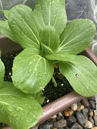 小松菜 ナメクジ