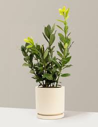 Image result for bay leaf bush foto