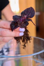 Image result for Iresine herbstii