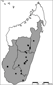 Image result for Polysphaeria harrisii