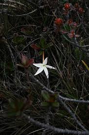 Image result for Rytigynia acuminatissima