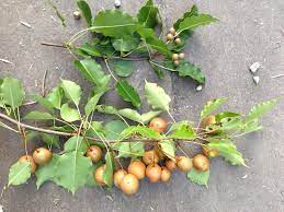 A few decades later, one particular tree was noticed to have a uniform shape, profuse white flowers, no thorns, and bright red fall foliage. A Pearfect Nightmare Indiana Yard And Garden Purdue Consumer Horticulturepurdue University Indiana Yard And Garden Purdue Consumer Horticulture