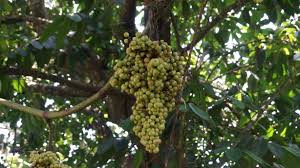 Image result for Ampelocissus