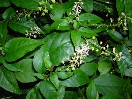 Image result for Rivina humilis