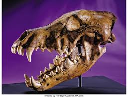 Official album teaser for the new canis dirus lp entitled 'independence to the beast'. An Extremely Rare Dire Wolf Skull From The Rancho La Brea Formation Lot 38319 Heritage Auctions