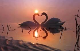 Sweetheart Swans At Sunset Desktop Nexus Wallpapers Beautiful Birds Swan Painting Animals