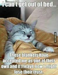 Pin By Merlinmykitten On A Selection Of Things Send These Funny Animal Jokes Funny Cat Memes Funny Animal Quotes