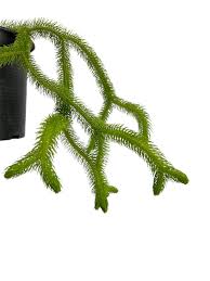 Image result for Huperzia mildbraedii