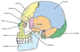 Sistem rangka manusia, bersama dengan sistem otot, bekerja sama membentuk suatu sistem pergerakan yang dinamakan muskuloskeletal. Sistem Kerangka Dan Anatomi Tulang Manusia Dari Kepala Hingga Kaki