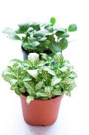 Many of plants have adapted over the years to flourish in the jungles beneath the thick canopy of the massive trees and vegetation. 34 Houseplants That Can Survive Low Light Best Indoor Low Light Plants