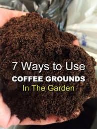 7 Ways To Use Coffee Grounds In The Garden Uses For Coffee Grounds Coffee Grounds Garden Projects