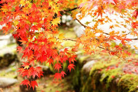 夢占い 紅葉が夢にでてきた 気になる５大理由とサイン ライフナビ