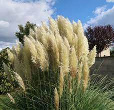 Pruning Pampas Grass When And How To Prune Pampas Grass Plants Pampas Grass Landscape Pampas Grass Seed Pampas Grass Care