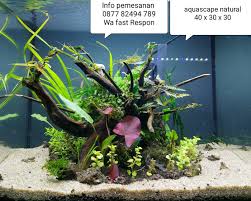 20 inspirasi kemerdekaan desain aquascape terbaik. Jual Jasa Setting Dekor Design Aquarium Hias Aquascape Natural Ukuran 40 Cm Jakarta Pusat Aqua Design Juragan Tokopedia