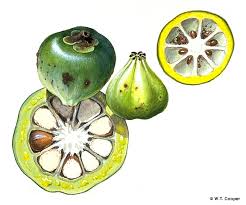 Image result for Garcinia acutifolia