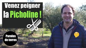 Recolte De L Olive Je Vous Explique Tout Paroles De Terres Saison 3 12 Youtube