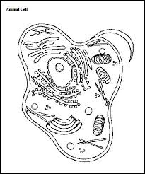 Vc 6673 Eukaryotic Cell Diagram Unlabeled Cell 1 Free Diagram